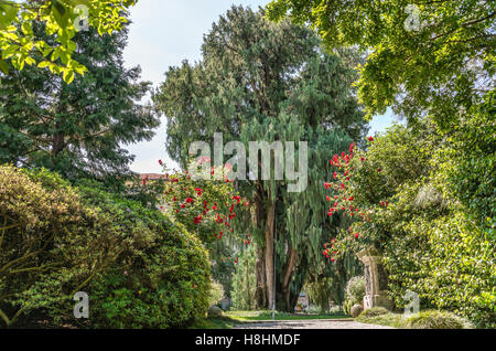 Cypress Cashmir vor dem Palazzo Madre bei Isola Madre, Lago Maggiore, Piemont, Italien Stockfoto