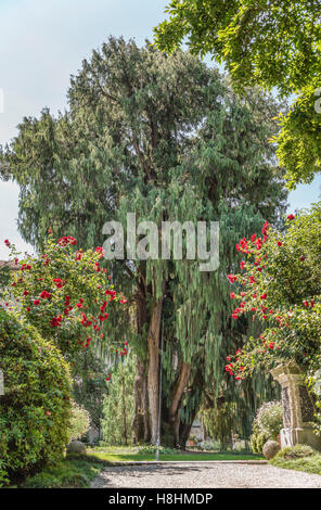 Cypress Cashmir vor dem Palazzo Madre bei Isola Madre, Lago Maggiore, Piemont, Italien Stockfoto