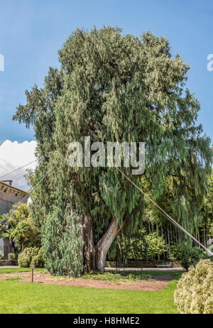 Cypress Cashmir vor dem Palazzo Madre bei Isola Madre, Lago Maggiore, Piemont, Italien Stockfoto