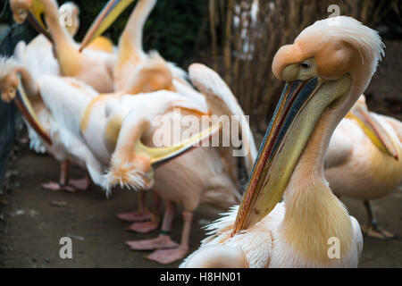 Eine Reihe von Pelikane stehen neben einander mit ihren großen Schnäbeln. Stockfoto