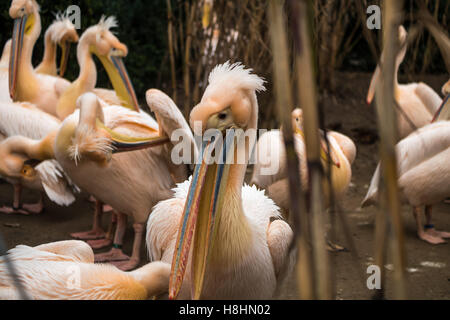 Eine Reihe von Pelikane stehen neben einander mit ihren großen Schnäbeln. Stockfoto