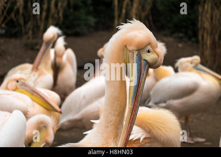 Eine Reihe von Pelikane stehen neben einander mit ihren großen Schnäbeln. Stockfoto