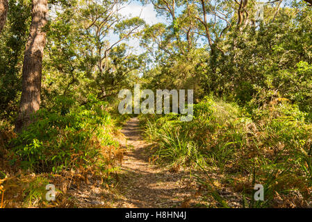 Ein schmaler Sandweg durch native Vegetation führt zu einem australischen Strand an der Südküste von New South Wales Stockfoto