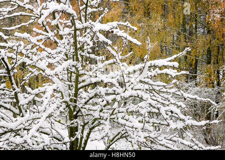 Baum mit Ästen bedeckt mit weißen flauschigen Schnee auf dem Hintergrund der Birken mit gelben Blättern. Stockfoto