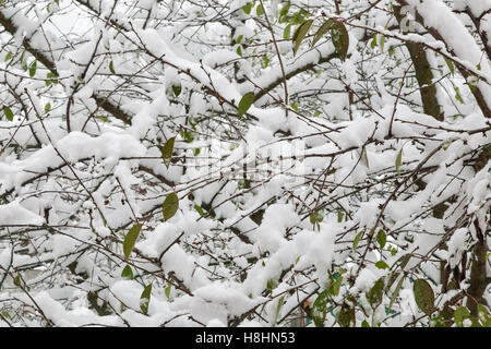 Baum mit Ästen mit weißen flauschigen Schnee bedeckt. Stockfoto