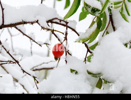 Teil des Busches Weißdornblätter und Beeren, dicht mit gefallenen Schnee bedeckt. Stockfoto