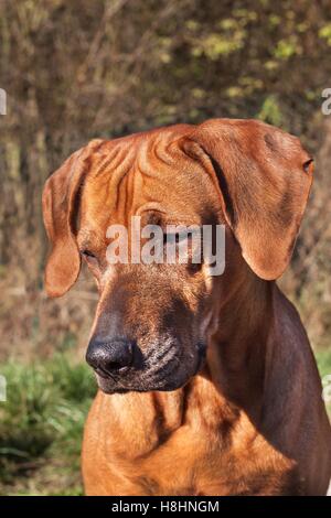 Traurige Augen. Rhodesian Ridgeback-Porträt. Schöne Rhodesian Ridgeback Hund Portrait. Blick in die Augen des Hundes. Stockfoto