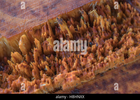 Makroaufnahme eines kleinen Baumstamms, der als Teil des Holzfällens gebrochen ist – mit Holzfaser/Faserzug. Baumstamm trennen. Stockfoto