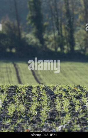 Früher Winterweizen [Triticum aestivum] Pflanzenwachstum - in herbstlicher Sonne gesehen. Metapher für Ernährungssicherheit / Anbau von Lebensmitteln. Feldzuschneidemuster. Stockfoto