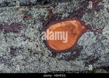 Gesägter Baumstamm in Flechten bedeckt. Stockfoto