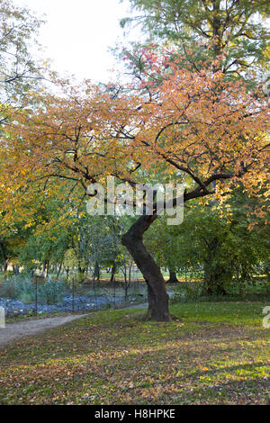 Alte Black Cherry Baum im Herbst im Prospect Park, Brooklyn, NY. Stockfoto