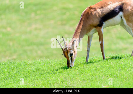 Afrikanische Thomson es Gazelle (Eudorcas Thomsonii) Stockfoto