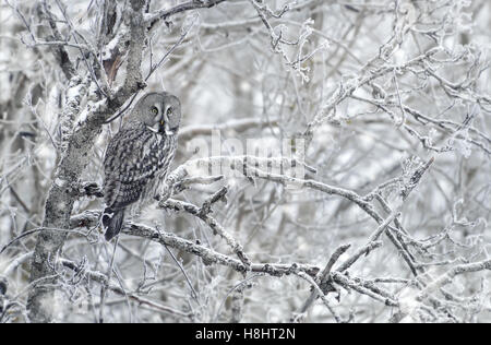 Großen grau-Eule im winter Stockfoto