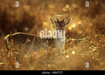 Damwild Young Buck in goldenes Licht Stockfoto