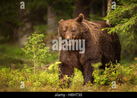 Eurasische Braunbären männlich Stockfoto