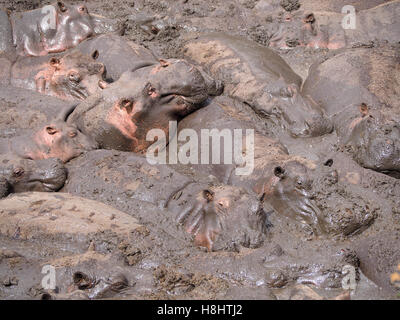 Aus nächster Nähe mit Blick auf eine Gruppe von Nilpferden, die sich in einem Nilpferdbecken sonnen Stockfoto