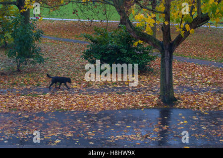 Ein Hund läuft in das Herbstlaub Stockfoto