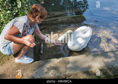 Gebräunte mittleren gealterten kaukasischen Frau feed wilden weißen Schwan am Ufer Sees in Bled, Slowenien Stockfoto