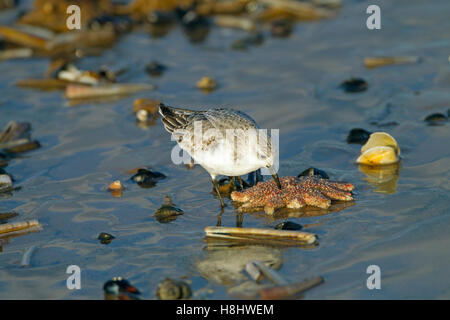 Sanderling Calidris Alba ernähren sich von Sunstar Seestern Stockfoto