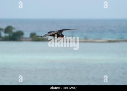 Herrliche Fregattvogel im Flug über eine tropische Insel: Dry-Tortugas-Nationalpark. Stockfoto