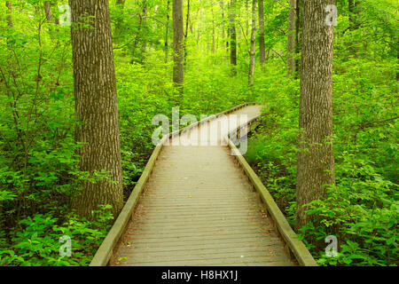 Boardwalk Trail, Great Swamp National Wildlife Refuge, New Jersey Stockfoto