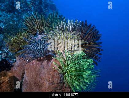 Bunten Strauß von crinoiden auf einem Fass schwamm am Rande eines Coral Reef Wall. Stockfoto