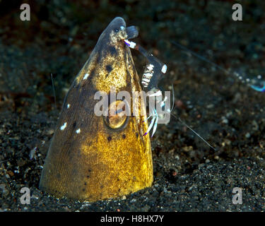 Nahaufnahme Bild zeigt Kommensale Garnelen Reinigung den Kopf eines schwarzen Lamellen Aal. Stockfoto