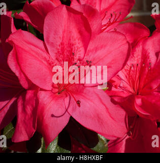 Große Rosa Azalee Strauch, der viele Blumen hat Stockfoto