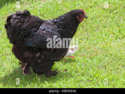 Schwarze Huhn Henne zu Fuß auf dem Rasen mit einem Küken Stockfoto