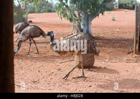 Emu oder Dromaius Novaehollandiae Vögel von Australien in Wüstenumgebung Stockfoto