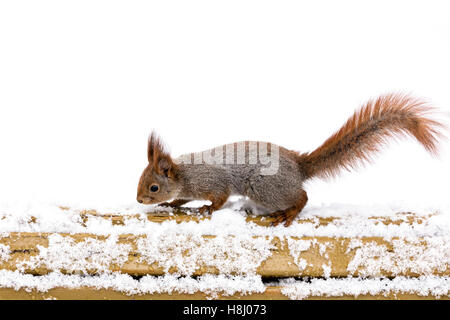 flauschige niedlichen Eichhörnchen stehend auf verschneiten Holzbank in Winter park Stockfoto