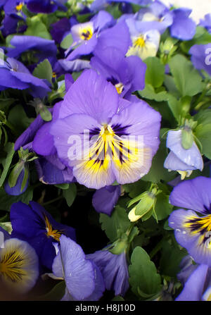 Pansy Blumen. Viola Tricolor im Frühling Stockfoto