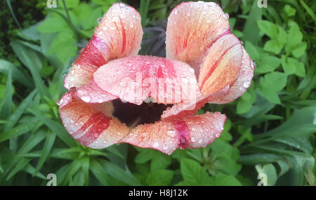 Rot und orange Tulpe mit Wassertropfen nach Regen Stockfoto