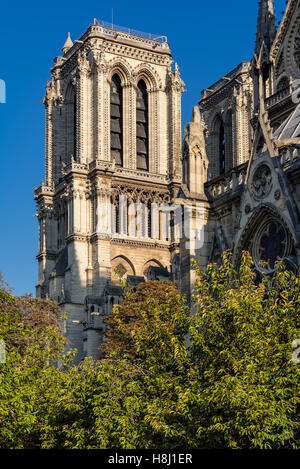 Architekturdetail des Turms der Kathedrale Notre Dame de Paris im Sommer Morgenlicht. Ile De La Cite, Paris, Frankreich Stockfoto