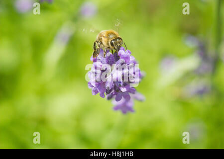 Honigbiene auf Lavendel Blume Makro Nahaufnahme Stockfoto