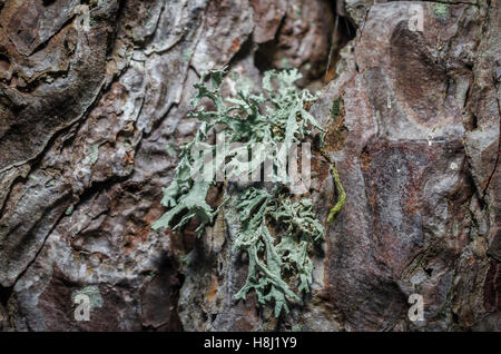 FORET DE STE BAUME, LICHEN, VAR 83 FRANKREICH Stockfoto