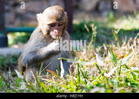 Baby-Affen in Swayambhu (Affentempel), Kathmandu, Nepal, Asien Stockfoto