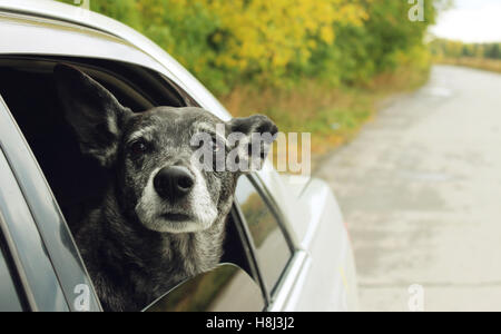 Grauen Schäferhund sieht aus dem Auto Stockfoto