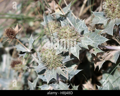 Meer-Holly verbrachte Flowerheads gegangen, um Samen (Eryngium Maritimum) UK Stockfoto