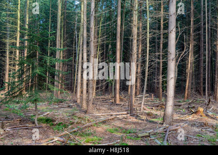 Wald von niederländischen Nationalparks Veluwe mit hellen Sonne durch Tannen. Stockfoto