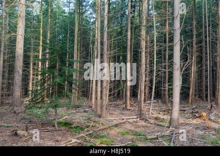 Wald von niederländischen Nationalparks Veluwe mit hellen Sonne durch Tannen. Stockfoto