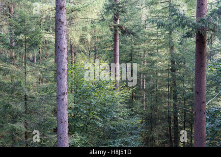 Wald von niederländischen Nationalparks Veluwe mit dicken Hintergrund der Tannen. Stockfoto