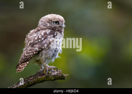 Junger Steinkauz [Athene Noctua] Küken thront auf einer Eiche Ast. Stockfoto