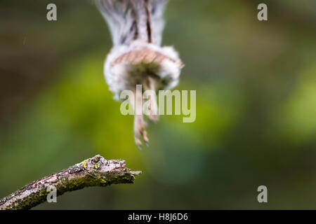 Steinkauz Küken [Athene Noctua] an einem Ast springen und fliegen von der Kamera entfernt. Stockfoto