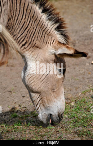 Zebroid Kreuzung ein Zebra und ein Esel Stockfoto