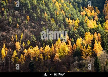 Der Kontrast zwischen Lärchen und Kiefern in Herbstsaison Stockfoto