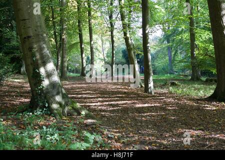 Zündeten Arboretum Stockfoto