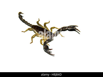 Schwarzen Skorpion über weiß Stockfoto