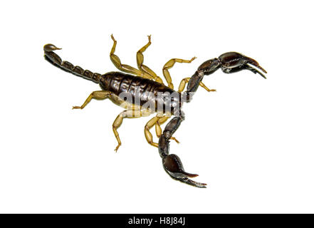 Schwarzen Skorpion über weiß Stockfoto