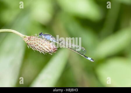 Tierwelt, gemeinsame blue Damselfly aka gemeinsame Bluet oder nördlichen Bluet. (Enallagma Cyathigerum). Stockfoto